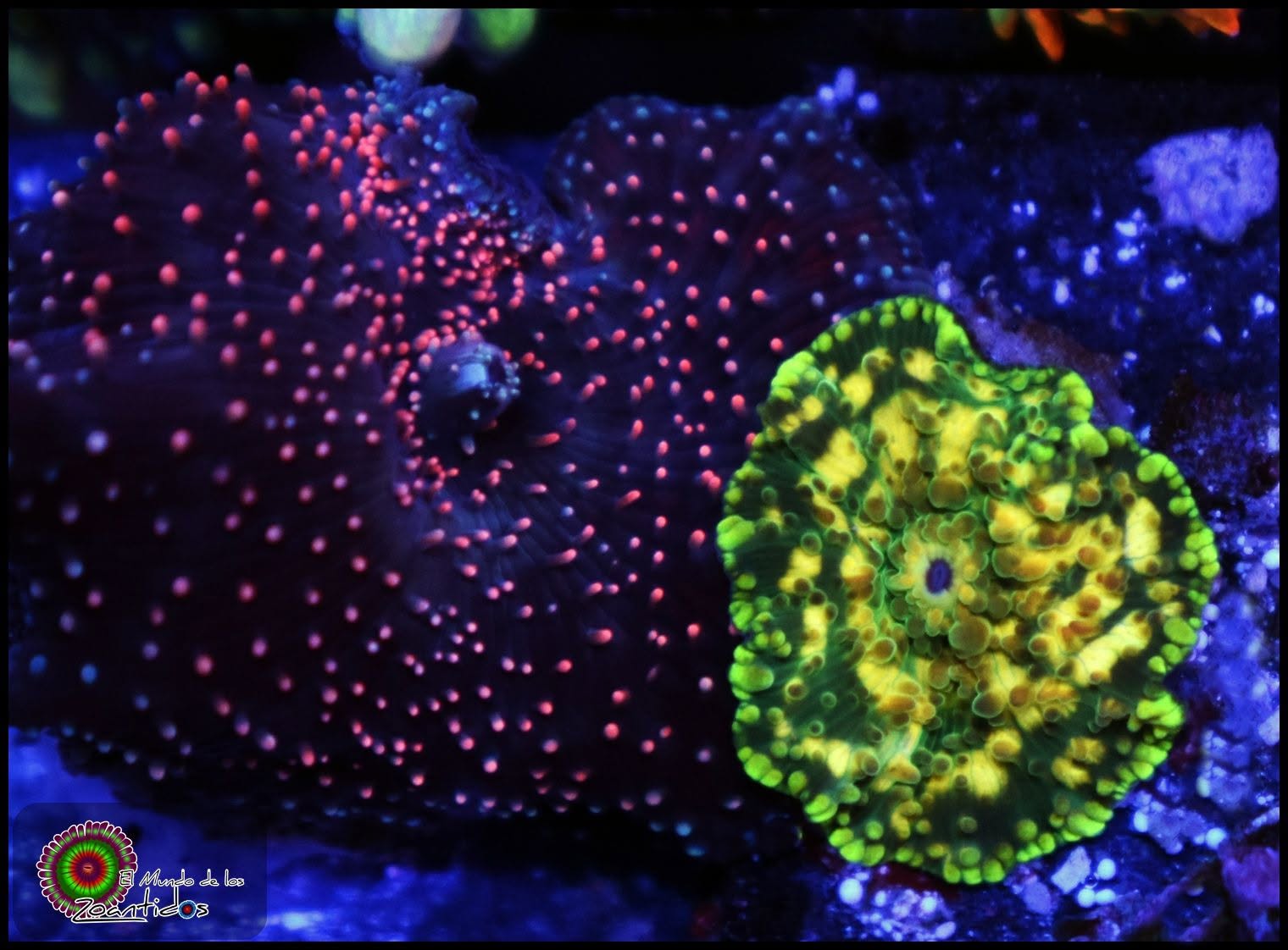 Mushrooms fluorescentes
