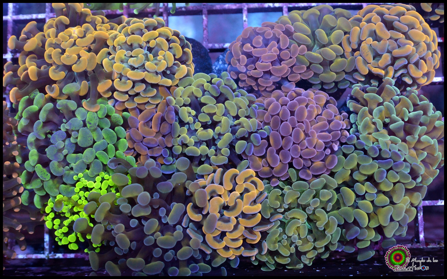 Colección multicolor de Euphyllias