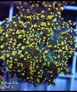 FROGSPAWN