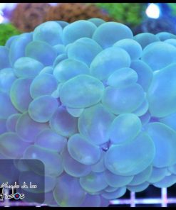 CORAL BURBUJA