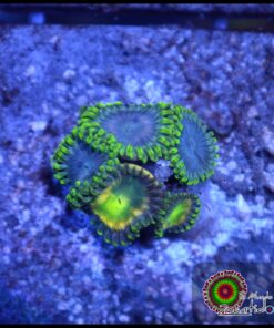 Lich king zoas