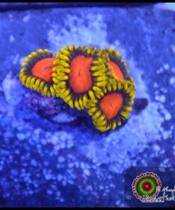 Bob esponja zoas