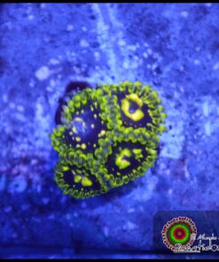 Exosphere zoas