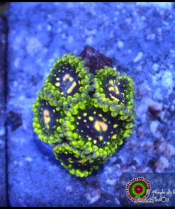 Exosphere zoas