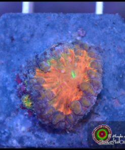 Blastomusa welssy ultra
