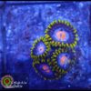Mango zoas