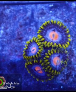 Mango zoas