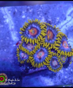 Mango zoas