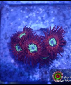P0rn zoas