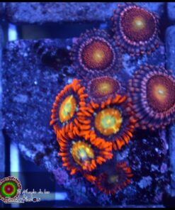 Combo zoas