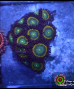Zoas