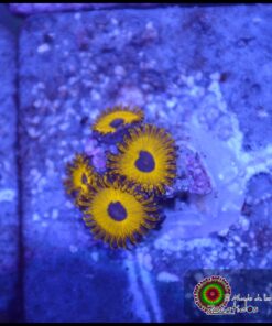 Tweety bird zoa