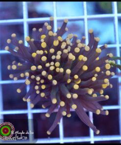 Torch yellow tips
