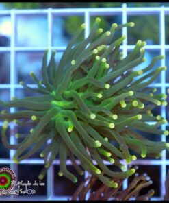 Torch indo green
