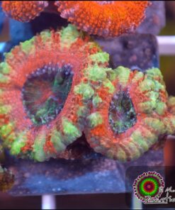 Pink acan lord