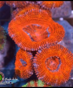 Acan ultra