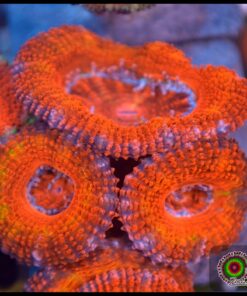 Acan ultra