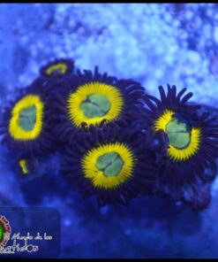 Belladona zoas