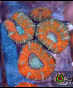 Blue eye acan