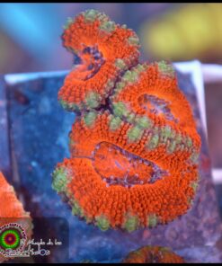 Acan lord
