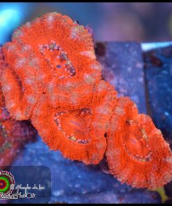 Acan lord