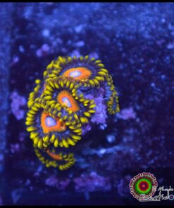 Super saiyan zoas