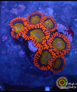 Mandarine zoas