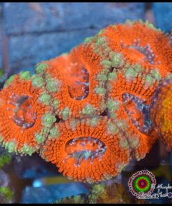 Acan lord