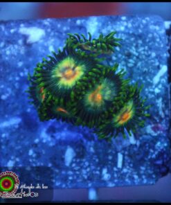 Zoas