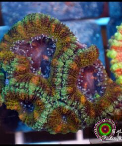 Golden acan
