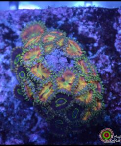 Rainbow tiny zoas