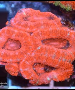 Pink acan