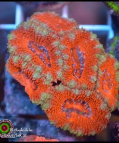 Acan lord