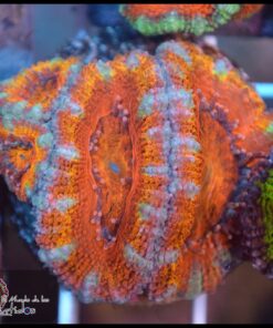 Acan lord rainbow
