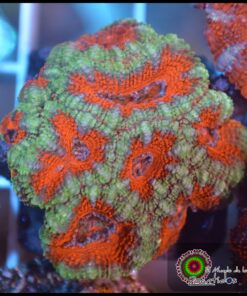 Acan lord