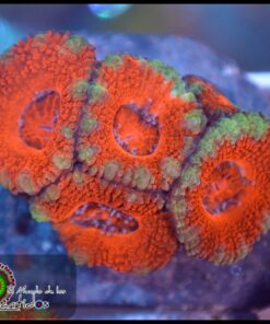Acan lord