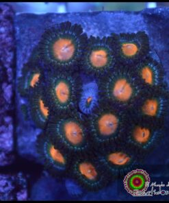 Gorilla nipple zoas