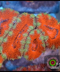 Acan lord