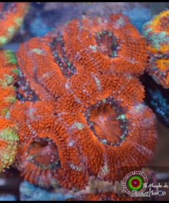 Acan lord