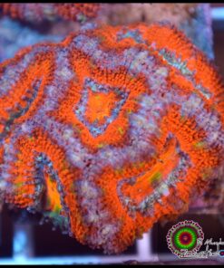 Acan rainbow