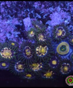 Stargazer zoas