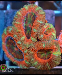 Acan pink