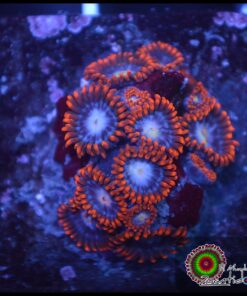 Fire and ice zoas