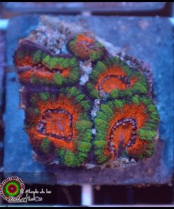 Acan lord