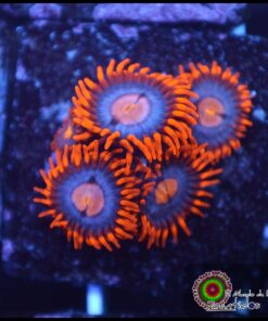 Neuralizer zoas