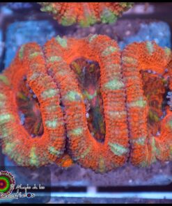 Acan pink