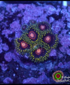 Jawbraker zoas