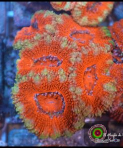 Acan lord