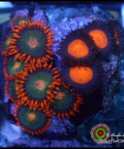 Zoas