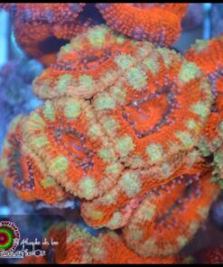Acan lord ultra